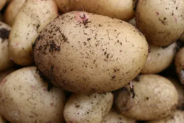 Freshly harvested potatoes, home grown.