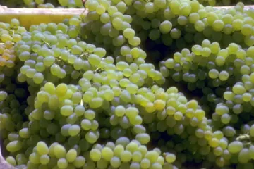White grapes in a box.