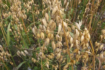 Avena sativa.