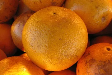 Florida navel oranges.