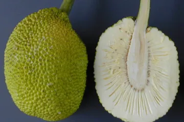 Bradfruit.