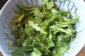 Wild greens in a colander.