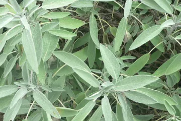 Sage plant.
