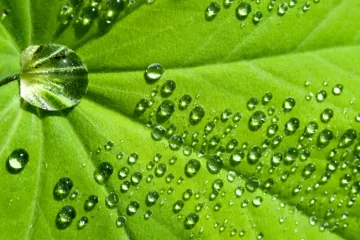 Dorps of water on a green leaf.