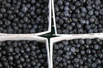 Blueberries in punnets.