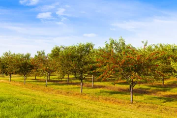 Cherry orchard in Michigan.