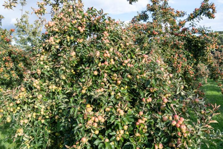 An orchard with trees bursting with apples for cider making.