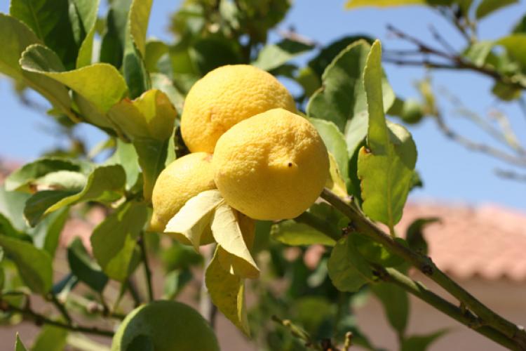 Lemons growing on a lemon tree.