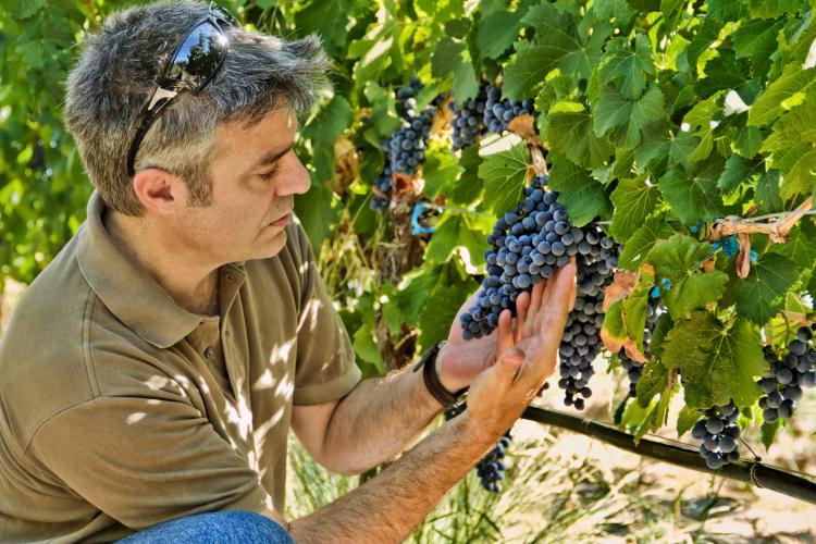 Man inspecting a cluster of ripe, dark purple grapes in a vineyard, surrounded by lush green foliage on a sunny day.