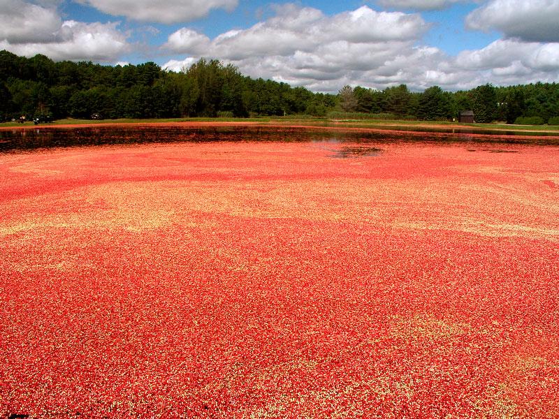Cranberry bog in Massachusetts.