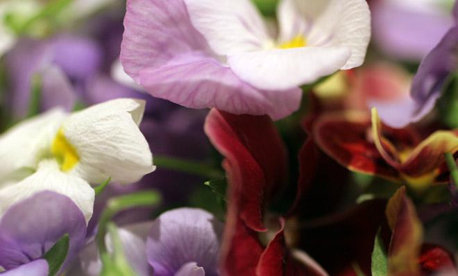 Detail of edible flowers.