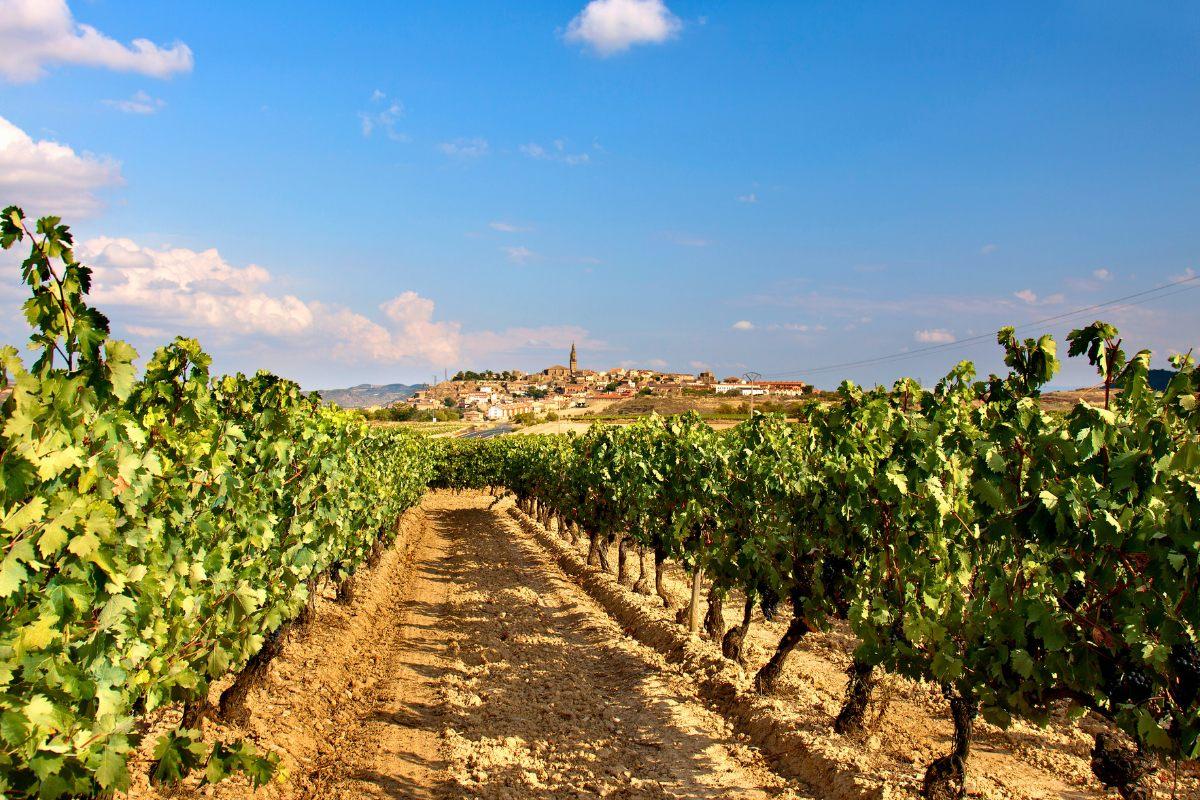 Vineuyard in La Riojas with a vineyard and a small village in the background.