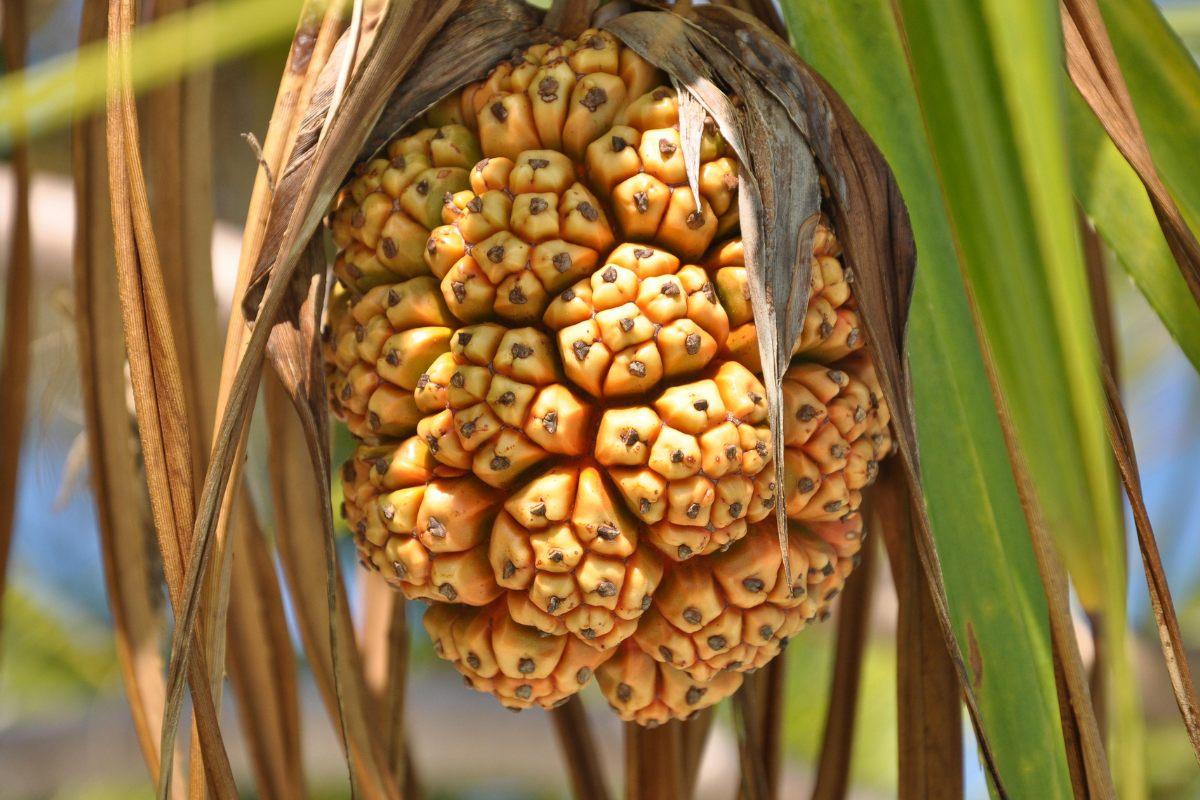 Pandanus, a Maldivian tree with edible fruits that are used in some local recipes.