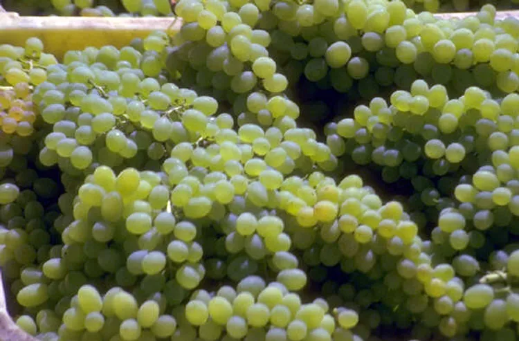 White grapes in a box.
