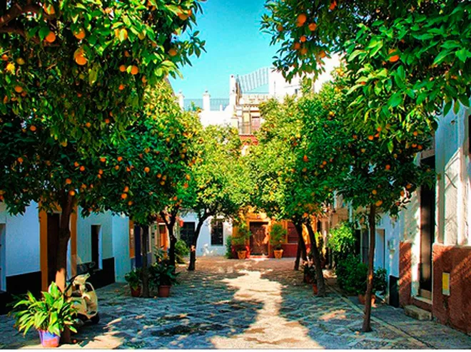 Seville orange trees on the street.