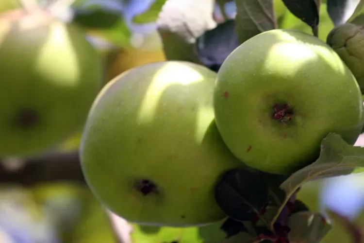 Green cooking apples on apple tree.