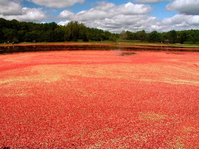 Cranberry bog in Massachusetts.