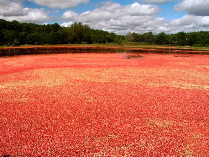 Cranberry bog in Massachusetts.