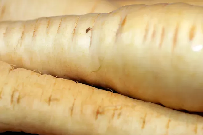 Fresh parsnips.