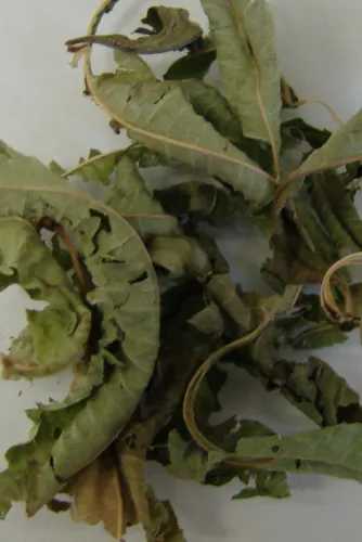 Detail of dried lemon verbain.