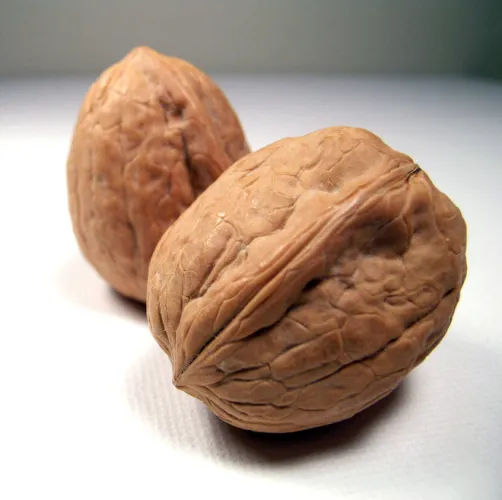 Two walnuts in the shell.