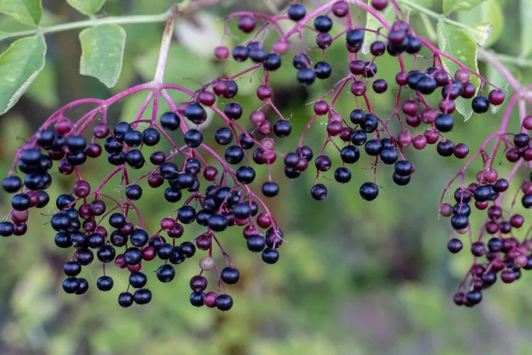 Elderberries.