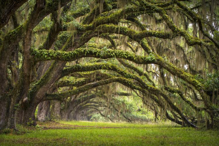 South Oaks Avenue, Charleston Plantation, Sourth Carolina