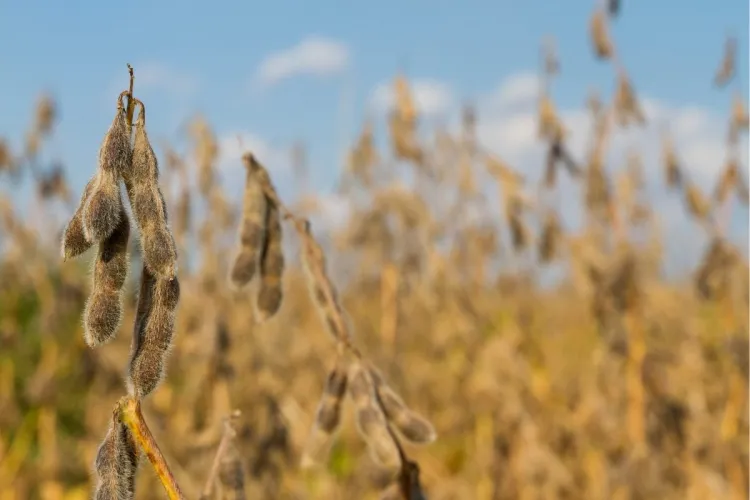 A field of soybeans ready for harvest.