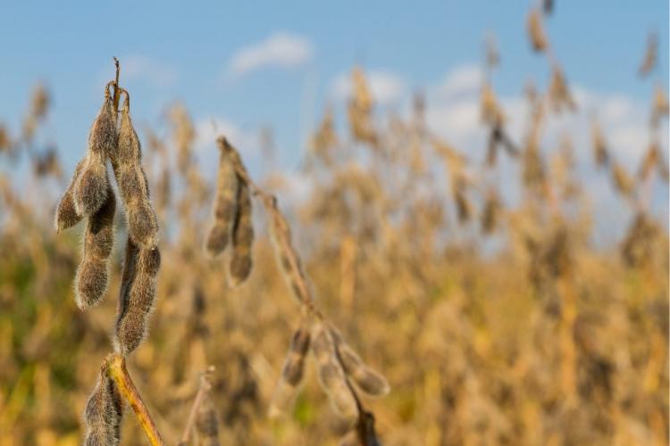 A field of soybeans ready for harvest.