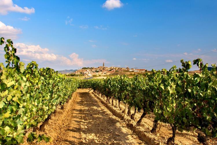 Vineuyard in La Riojas with a vineyard and a small village in the background.