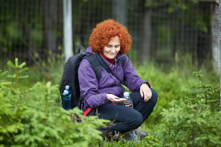 A woman foraging for wild huckleberries.