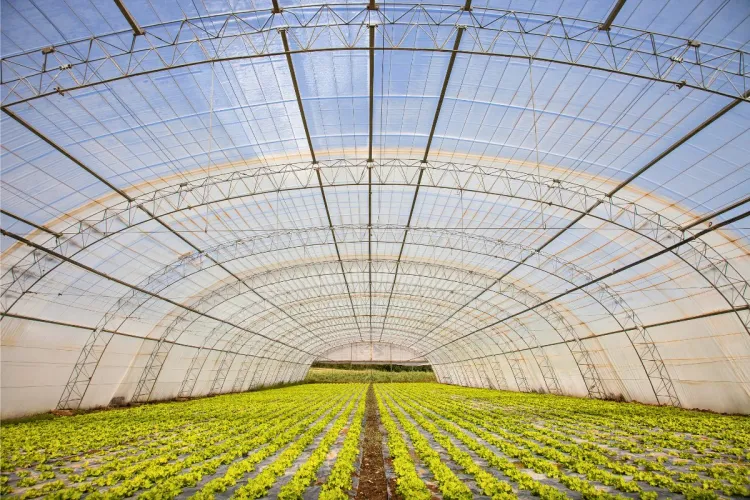 Inside a greenhouse with rows of organic leafy greens growing under a translucent roof.