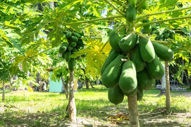 Papaya fruit trees in Seychelles.