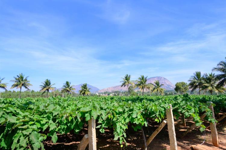 Rows of grapevines on wooden trellises in a vineyard near Bangalore, India, with coconut palms and two granite rock outcrops visible in the background under a clear blue sky.