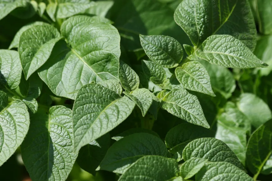 Potato plant.