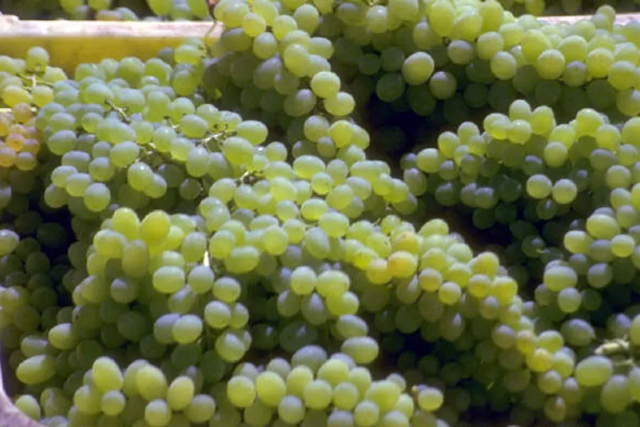 White grapes in a box.