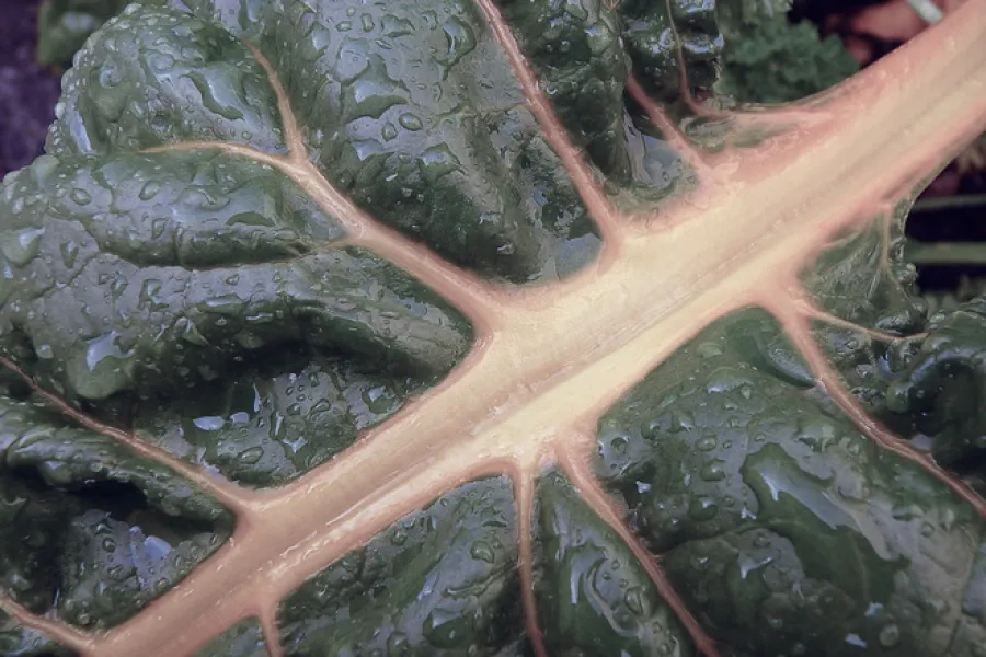 Swiss chard.