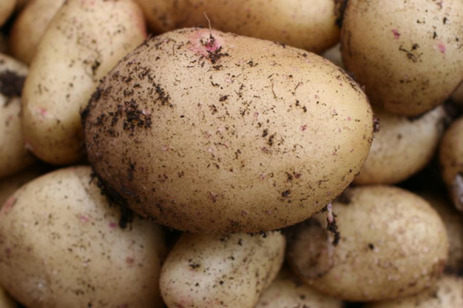 Freshly harvested potatoes, home grown.