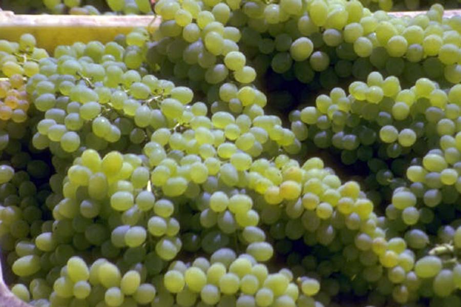 White grapes in a box.