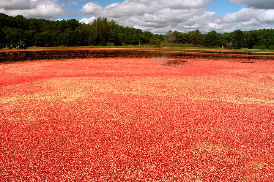 Cranberry bog in Massachusetts.