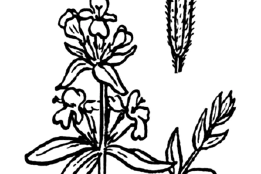 Sketch of aromatic herb hyssop.