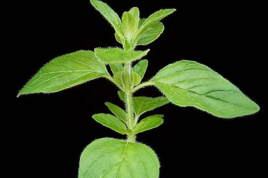 Oregano plant (origanum vulgare)