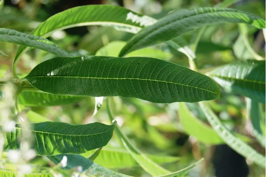 Lemon verbain, lippia citriodora