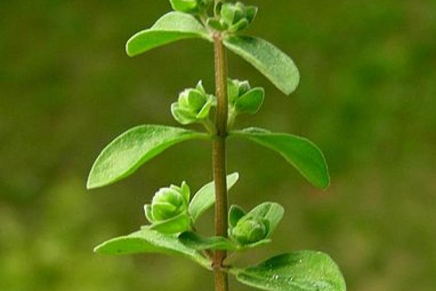 Majoram plant in the wild.