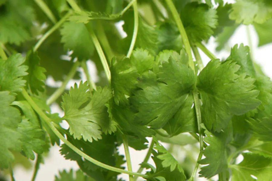 Fresh coriander.