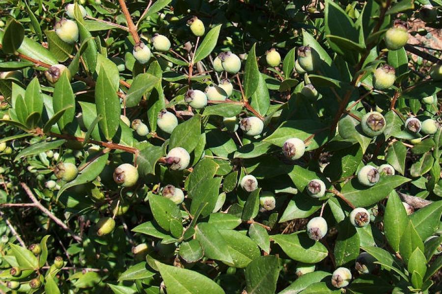Myrtle berries in the field.
