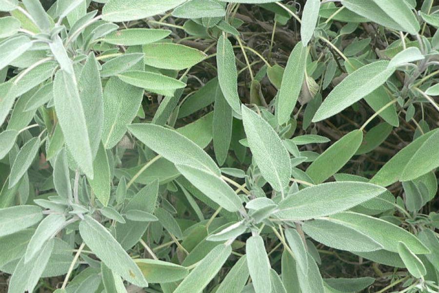 Sage plant.