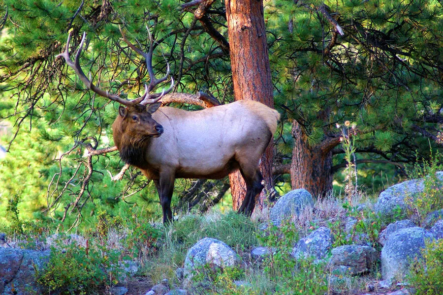 Elk, wapiti.