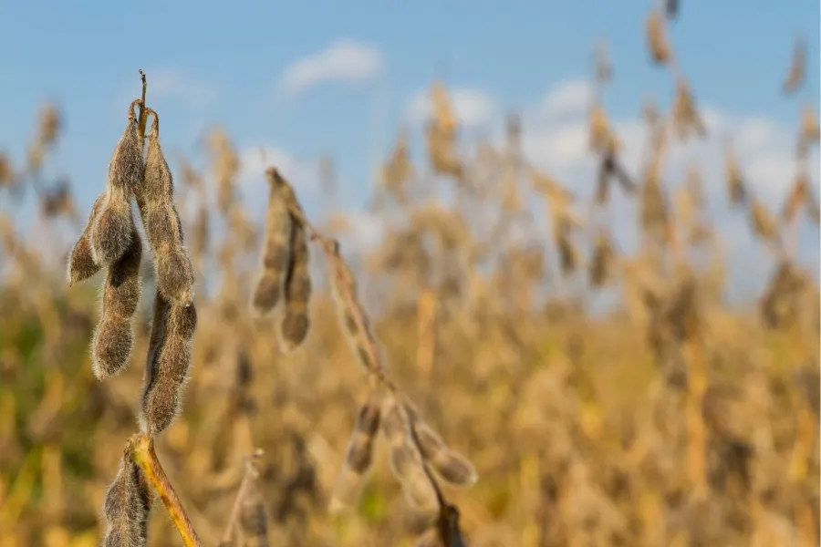 A field of soybeans ready for harvest.