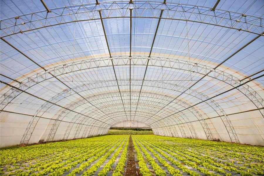 Inside a greenhouse with rows of organic leafy greens growing under a translucent roof.